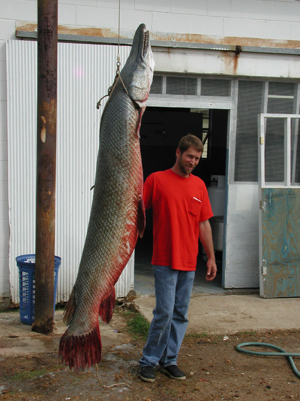 alligator gar.jpg