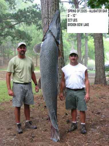alligator gar 1.jpg