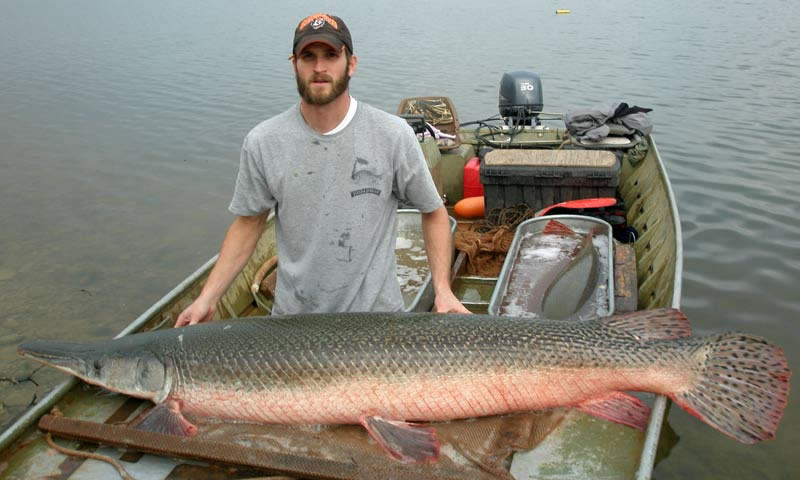 alligator gar.jpg