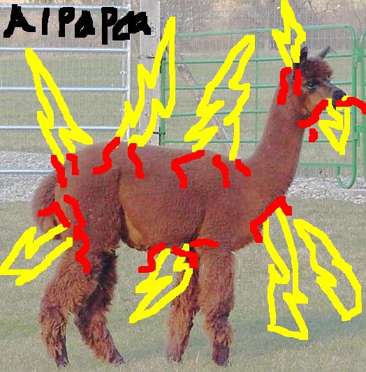 alpaca 2.jpg