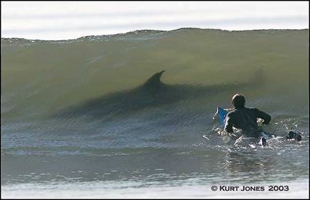 boy_surfing_over_shark_picture.jpg