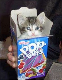 catinpoptartbox.jpg