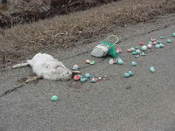 DeadBunny.jpg