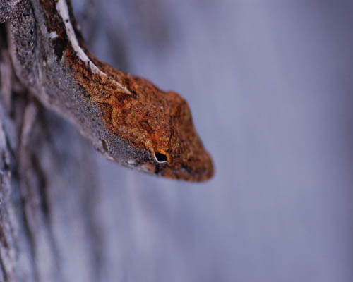 eye got my eye on you.jpg