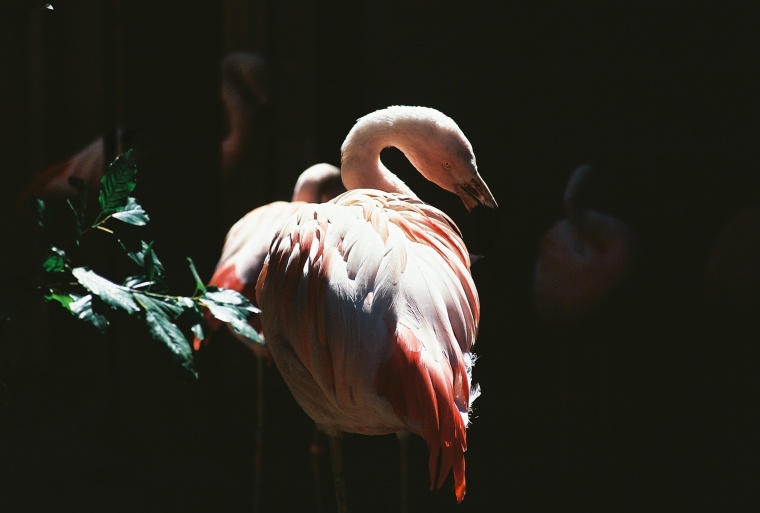 Flamingo2resize.jpg
