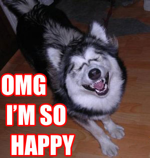 happydog.jpg