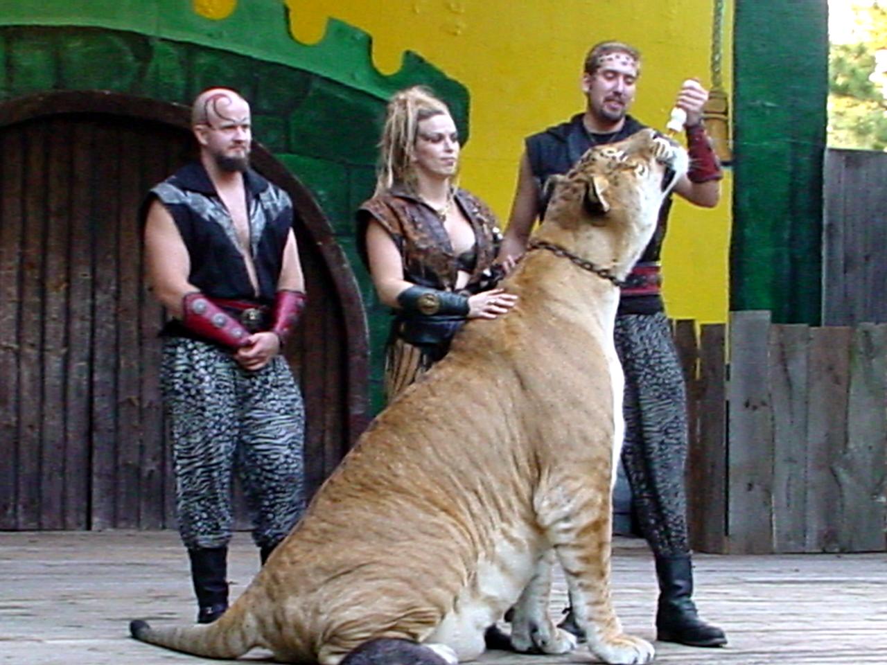 liger.jpg