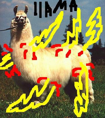 llama.jpg