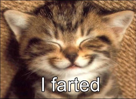 lolcatsdotcomclu5vrpst727hzii-1.jpg