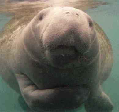 manatee.jpg