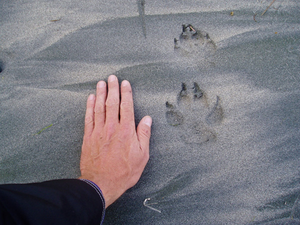 nootka 077.jpg
