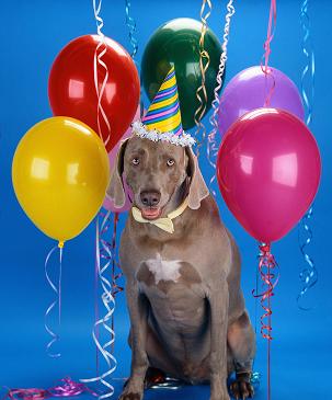 party-dog-303x365.jpg