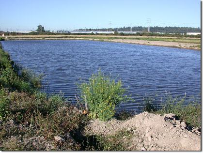 pond.jpg