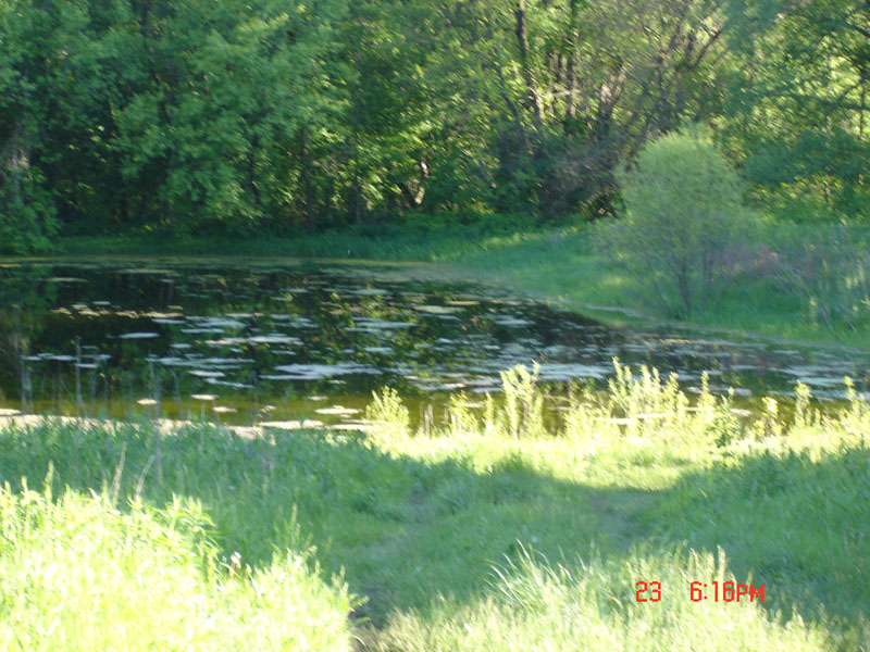 projectpond.jpg