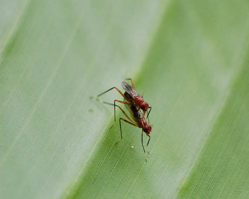 puts most men to sleep.jpg