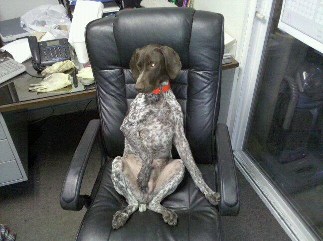 ruger hard at work.jpg