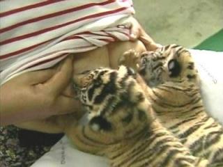 Tiger Cub 2.jpg