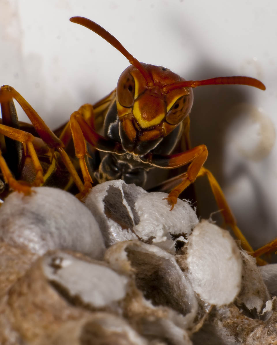 when wasps stare.jpg