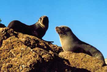 seals