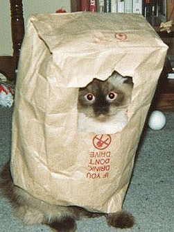 210cat_-_in_bag