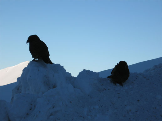 kea