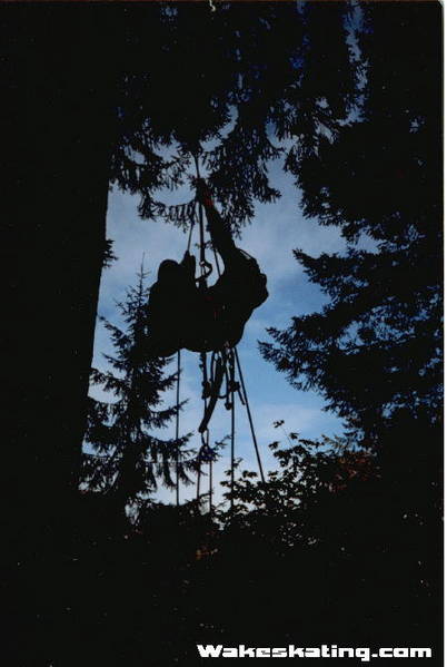 arborist